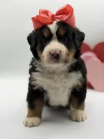 Akc Betty, a female Bernese Mountain Dog for sale in Paducah, KY – Photo 3 of 10