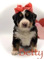 Akc Betty, a female Bernese Mountain Dog for sale in Paducah, KY – Photo 1 of 10