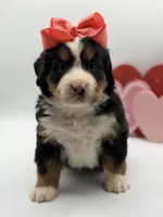 Akc Betty, a female Bernese Mountain Dog for sale in Paducah, KY – Photo 7 of 10