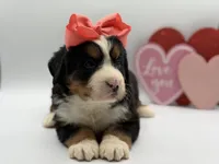 Akc Betty, a female Bernese Mountain Dog for sale in Paducah, KY – Photo 5 of 10