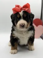 Akc Betty, a female Bernese Mountain Dog for sale in Paducah, KY – Photo 4 of 10