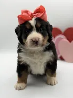 Akc Betty, a female Bernese Mountain Dog for sale in Paducah, KY – Photo 8 of 10