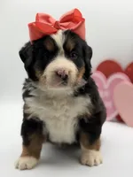 Akc Betty, a female Bernese Mountain Dog for sale in Paducah, KY – Photo 9 of 10