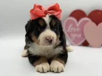 Akc Betty, a female Bernese Mountain Dog for sale in Paducah, KY – Photo 2 of 10