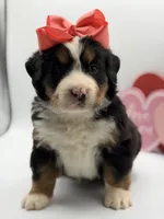 Akc Betty, a female Bernese Mountain Dog for sale in Paducah, KY – Photo 6 of 10