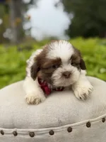 Sable parti boy , a male Shih Tzu for sale in Paducah, KY – 5 of 6