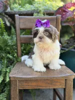 Lilac, a female Shih Tzu for sale in Paducah, KY – 3 of 10