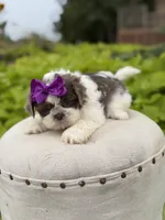 Lilac, a female Shih Tzu for sale in Paducah, KY – 5 of 10