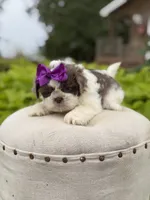 Lilac, a female Shih Tzu for sale in Paducah, KY – 10 of 10