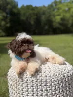 AKC Tristan, a male Shih Tzu for sale in Paducah, KY – 9 of 10