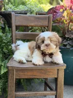 Chocolate sable , a male Shih Tzu for sale in Paducah, KY – 4 of 10