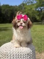 AKC Sable Parti, a female Shih Tzu for sale in Paducah, KY – 9 of 10