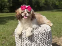 AKC Sable Parti, a female Shih Tzu for sale in Paducah, KY – 4 of 10