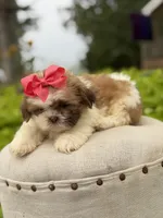 Sable parti, a female Shih Tzu for sale in Paducah, KY – 4 of 4