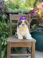 Lilac, a female Shih Tzu for sale in Paducah, KY – 9 of 10