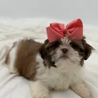 AKC Sable Parti, a female Shih Tzu for sale in Paducah, KY – Photo 5 of 8