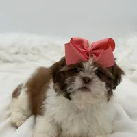 AKC Sable Parti, a female Shih Tzu for sale in Paducah, KY – Photo 8 of 8