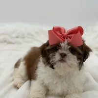 AKC Sable Parti, a female Shih Tzu for sale in Paducah, KY – Photo 2 of 8