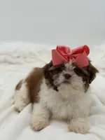 AKC Sable Parti, a female Shih Tzu for sale in Paducah, KY – Photo 2 of 8