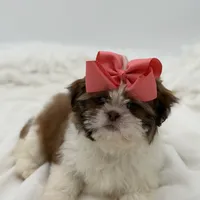 AKC Sable Parti, a female Shih Tzu for sale in Paducah, KY – Photo 4 of 8