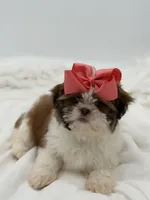 AKC Sable Parti, a female Shih Tzu for sale in Paducah, KY – Photo 4 of 8