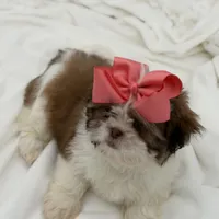 AKC Sable Parti, a female Shih Tzu for sale in Paducah, KY – Photo 3 of 8