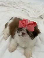 AKC Sable Parti, a female Shih Tzu for sale in Paducah, KY – Photo 3 of 8