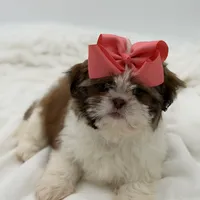 AKC Sable Parti, a female Shih Tzu for sale in Paducah, KY – Photo 6 of 8