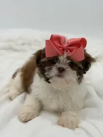 AKC Sable Parti, a female Shih Tzu for sale in Paducah, KY – Photo 6 of 8