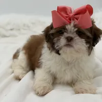 AKC Sable Parti, a female Shih Tzu for sale in Paducah, KY – Photo 7 of 8