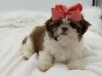 AKC Sable Parti, a female Shih Tzu for sale in Paducah, KY – Photo 7 of 8