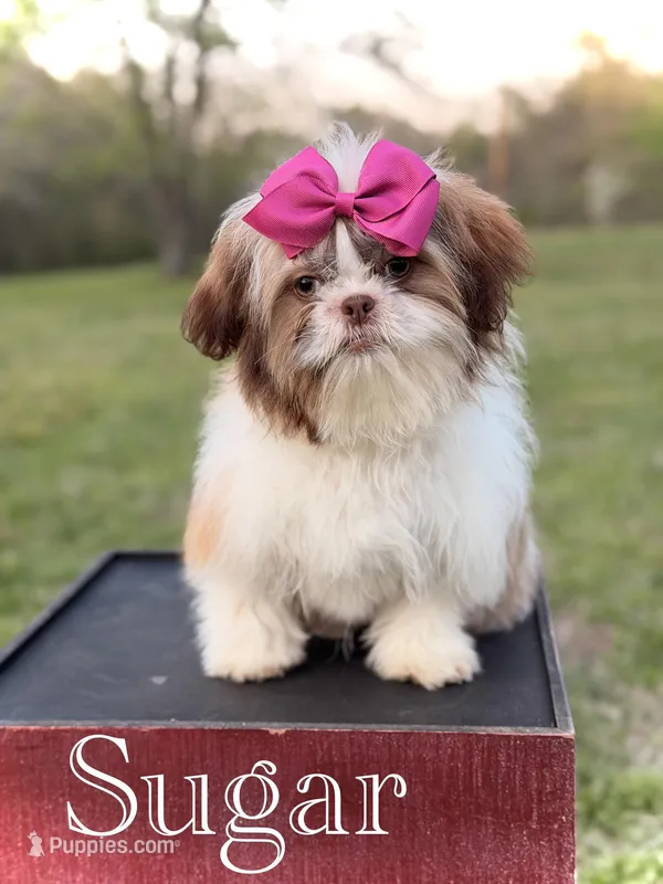 AKC Sable Parti – Shih Tzu puppy for sale in Paducah, KY