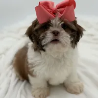 AKC Sable Parti, a female Shih Tzu for sale in Paducah, KY – Photo 1 of 8