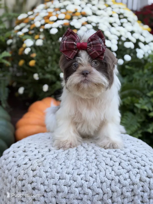 Lilac – Shih Tzu puppy for sale in Paducah, KY