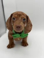 Green, a male Miniature Dachshund for sale in Paducah, KY – Photo 6 of 10