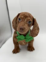Green, a male Miniature Dachshund for sale in Paducah, KY – Photo 8 of 10