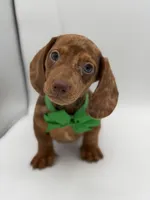 Green, a male Miniature Dachshund for sale in Paducah, KY – Photo 4 of 10