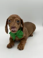 Green, a male Miniature Dachshund for sale in Paducah, KY – Photo 2 of 10