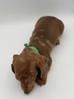 Green, a male Miniature Dachshund for sale in Paducah, KY – Photo 7 of 10