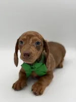 Green, a male Miniature Dachshund for sale in Paducah, KY – Photo 1 of 10
