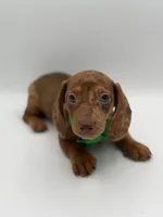 Green, a male Miniature Dachshund for sale in Paducah, KY – Photo 9 of 10