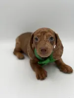Green, a male Miniature Dachshund for sale in Paducah, KY – Photo 10 of 10
