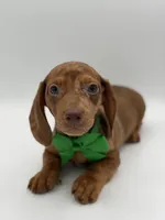 Green, a male Miniature Dachshund for sale in Paducah, KY – Photo 3 of 10