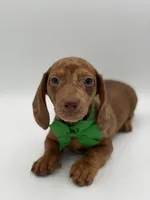 Green, a male Miniature Dachshund for sale in Paducah, KY – Photo 5 of 10
