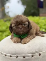 Chocolate sable, a male Shih Tzu for sale in Paducah, KY – 8 of 8