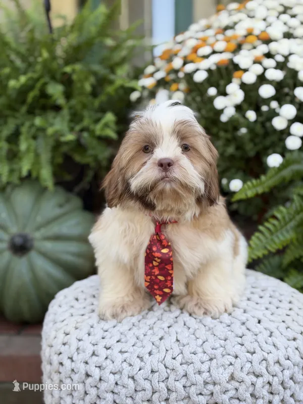 Chocolate sable  – Shih Tzu puppy for sale in Paducah, KY
