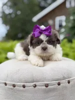 Lilac, a female Shih Tzu for sale in Paducah, KY – 7 of 10