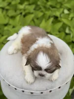 Chocolate sable , a male Shih Tzu for sale in Paducah, KY – 2 of 5