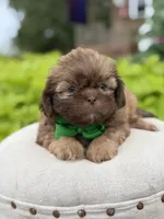 Chocolate sable, a male Shih Tzu for sale in Paducah, KY – 2 of 8