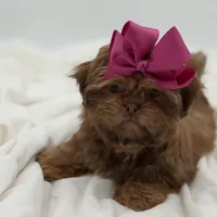 AKC Chocolate Sable, a female Shih Tzu for sale in Paducah, KY – Photo 4 of 10